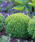 Boxwood Basil Seeds For Edging And Herb Gardens Indoor And Outdoor, Low Maintenance Compact Sweet Basil For Containers