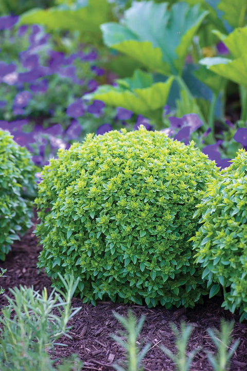 Boxwood Basil Seeds For Edging And Herb Gardens Indoor And Outdoor, Low Maintenance Compact Sweet Basil For Containers