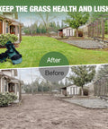 Before and after lawn with Adjustable Spiked Lawn Aerator Shoes, showcasing turf improvement and deep soil aeration.