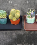 Plant Saucer And Seed Starter Tray For Indoors, 14 By 11 Inch Heavy Duty Plastic Propagation Saucers With Potted Cacti And Succulents