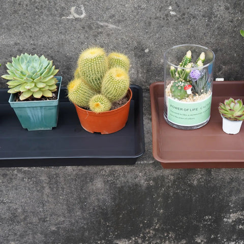 Plant Saucer And Seed Starter Tray For Indoors, 14 By 11 Inch Heavy Duty Plastic Propagation Saucers With Potted Cacti And Succulents