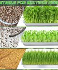 Six Pack Stainless Steel Seed Starter Trays for Germination seedlings including beans, broccoli, and wheatgrass with diverse seeds