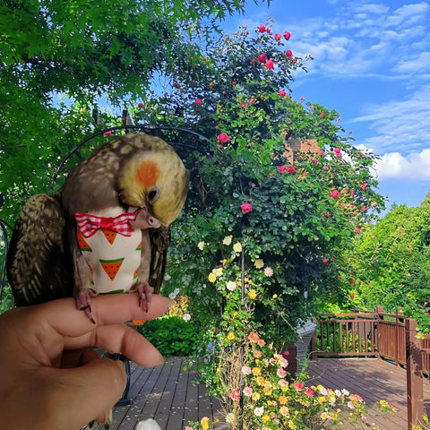 Bird wearing All In One Two Pack Bird Diaper Kit With Harness And 80 Inch Leash Waterproof Nappy Flight Suit in garden scene
