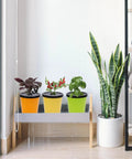 Kratky Method Hydroponic Planter Kit with eight planters and 24 growing sponges on indoor window sill, featuring vibrant pots.