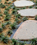 Garden path with stepping stones and surrounding greenery enhanced by 18lb Black Cactus Pea Gravel Rocks 1 Quarter Inch Pebbles for Indoor Plants and Succulents.