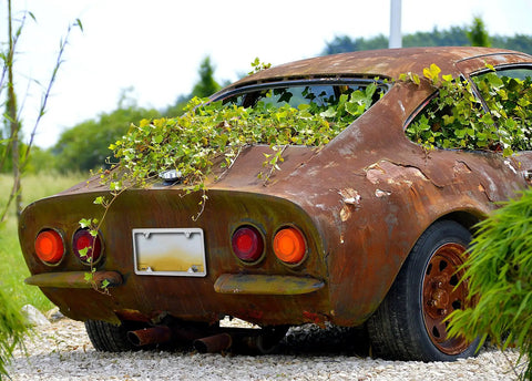 A rusted vintage car covered in ivy, parked on gravel, without any visible license plate frame or tags.