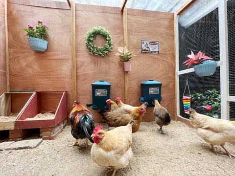 Automatic Chicken Feeder And Cup Waterer Set For Backyard Flocks No Waste Poultry Design shown in coop with chickens.