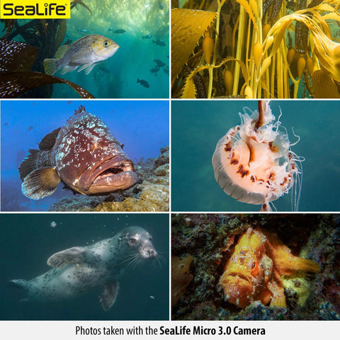 Underwater scene showcasing ocean life captured by Underwater Camera Kit With Dual 2500 Lumen LED Lights, 16MP Sensor, 4K Ultra HD Video.