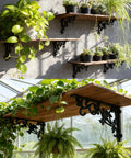 Heavy Duty Cast Iron Shelf Brackets 12 Inch Vintage Bird And Vine Decorative Corbels 4 Pack Wall Support Braces With All Mounting Hardware Included Solid As Nails Build showing plants on rustic wooden shelves.