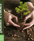 Hands holding a plant in burlap pot from All In One Bonsai Growing Kit For Beginners With Seeds Norway Spruce Royal Poinciana Blue Jacaranda And Rocky Mountain Pine Burlap Pots And Easy Care Guide - Great Easter Gift For Women And Men Who Dig Plants A Fun DIY Hobby Kit For Adults