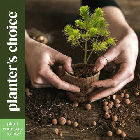 Hands holding a plant in burlap pot from All In One Bonsai Growing Kit For Beginners With Seeds Norway Spruce Royal Poinciana Blue Jacaranda And Rocky Mountain Pine Burlap Pots And Easy Care Guide - Great Easter Gift For Women And Men Who Dig Plants A Fun DIY Hobby Kit For Adults