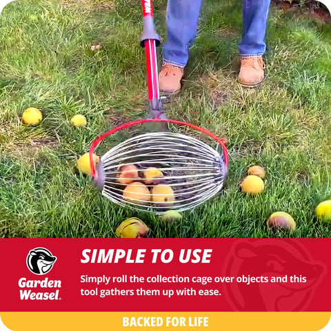 Workhorse Yard Cleanup Roller With Roomy Collection Bin that snags walnuts apples and tennis balls straight away in grass.