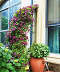 Purple flowering vine on heavy duty garden arch made from galvanized steel arbor, next to a large potted green plant