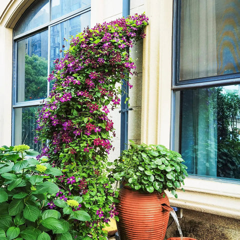 Purple flowering vine on heavy duty garden arch made from galvanized steel arbor, next to a large potted green plant