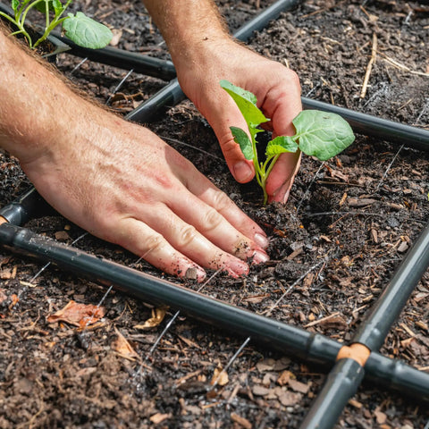 Hands planting seedling within Effortless Garden Irrigation Grid System For Beds That Water Every Plant In Minutes Preassembled And Ready