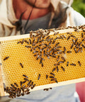 Beeswax Coated Foundation Sheets For Medium Frame Beekeeping, Five And Five Eighths Inch Plastic Hive Foundation, 10 Pack, with bees