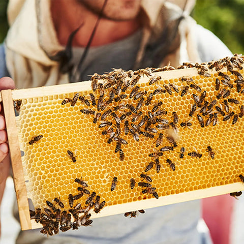Beeswax Coated Foundation Sheets For Medium Frame Beekeeping, Five And Five Eighths Inch Plastic Hive Foundation, 10 Pack, with bees