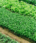 Rows of lush green vegetables growing in a garden, showcasing various leafy greens suitable for Precision Garden Seeder For Metal Vegetable Planting Durable Handheld Planter For Easy Sowing Of Greens Beets Carrots Onions And More In Gardens Greenhouses And Open Fields No Handle Design.