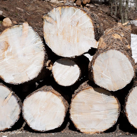 Freshly cut wood logs showing end grain ideal for using End Grain Sealer Clear 1 Gallon For Woodworkers And Carvers