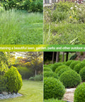 Lush garden showing areas suitable for Cordless 2-In-1 Hedge Trimmer And Grass Shears, ideal for hedges and lawn trimming.