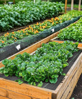 Heavy Duty Weed Barrier Ground Cover Fabric 6.5 Ft By 32 Ft Woven Landscape Weed Control Mat in raised garden beds blocking weeds