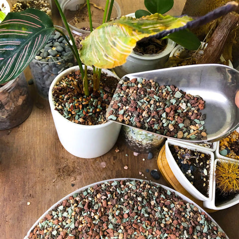 3 Lb Lava Rock Mix For Indoor Plants Red And Black Pebbles For Bonsai Succulents Cacti Great Drainage For Potting Soil Vase Fillers Fairy Garden Top Dressing being used as top dressing for potted plants