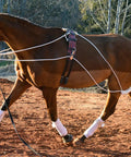 Groundwork And Lunging Gear For Horse Training Black, Built With Stainless Steel Snaps, Rock Solid, Durable And Adjustable For A Snug, Safe Fit, Helps Build Muscle Tone, Balance, Cues, And Confidence In Every Session. Horse in training with black lunging gear.