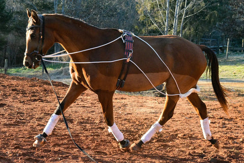 Groundwork And Lunging Gear For Horse Training Black, Built With Stainless Steel Snaps, Rock Solid, Durable And Adjustable For A Snug, Safe Fit, Helps Build Muscle Tone, Balance, Cues, And Confidence In Every Session. Horse in training with black lunging gear.