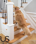 Dog climbing stairs with clear no slip stair treads indoors, anti slip tape for wood floors, 15 feet of PEVA non skid tape 4x32 inch strips.