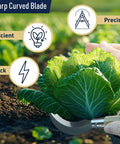 Harvesting lettuce with 8 Inch Hand Sickle Hawkbill Garden Knife With Beechwood Handle For Harvesting, Weeding, And Pruning.