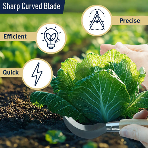 Harvesting lettuce with 8 Inch Hand Sickle Hawkbill Garden Knife With Beechwood Handle For Harvesting, Weeding, And Pruning.