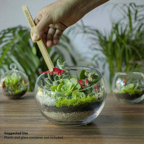 Hand using tool in glass terrarium bowl with succulents and moss, part of Terrarium Starter Kit With Moss, Soil, Vermiculite, Pebbles, Plant Food, Finishing Tools, And A Simple Build And Care Guide For Easy DIY Succulent Terrariums For Adults And Kids