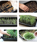 Durable 5 Pack Seed Starter Trays For Indoor Or Outdoor Gardening 17 By 10 By 2.4 Inches Budget Friendly Stackable Reusable Plastic