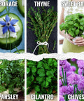 Herb Seed Variety Pack for Indoor or Outdoor Gardens, including parsley, cilantro, chives, basil, and thyme close-up