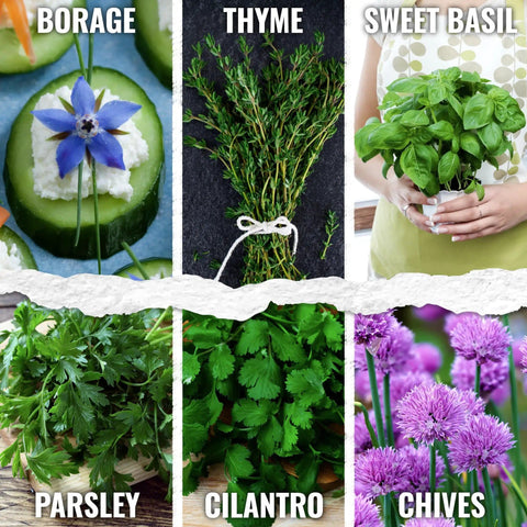 Herb Seed Variety Pack for Indoor or Outdoor Gardens, including parsley, cilantro, chives, basil, and thyme close-up