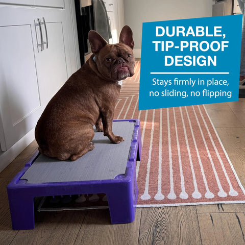 Dog on KLIMB Jr Dog Training Platform For Behavior Basics With DIY Guide Safe Space To Stop Begging Jumping And Barking Made In The USA Purple