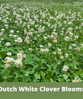 White Dutch Clover Seed Kit 1 Lb Organic Coated Ground Cover blooming field