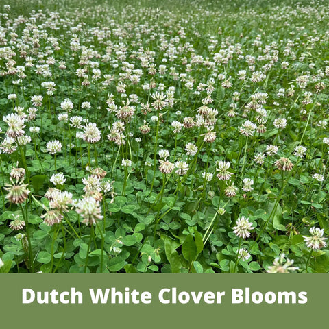 White Dutch Clover Seed Kit 1 Lb Organic Coated Ground Cover blooming field