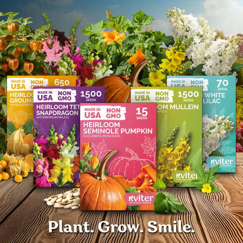 Seminole Heirloom Pumpkin Seeds For Planting Cucurbita Moschata Non GMO Organic Garden Seeds For Indoor Outdoor Growing With High Germination Up To 90 Percent And Easy Sow One Half Inch Deep For Mini Pumpkin Harvest