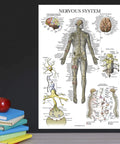 Nervous system anatomy poster from Sixteen Pack Anatomy Posters Set Laminated 18 By 24 Inches Includes Muscular Skeletal Digestive.