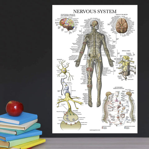 Nervous system anatomy poster from Sixteen Pack Anatomy Posters Set Laminated 18 By 24 Inches Includes Muscular Skeletal Digestive.