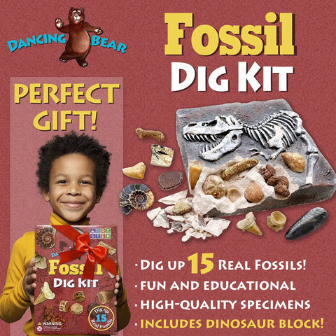 Child holding Fossil Dig Kit For Kids, Excavate 15 Real Fossils, Dinosaur Bones And Shark Teeth, Educational Science Activity