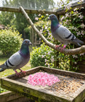 Pigeons with pink 8mm plastic leg bands numbered 001-100, near a pile of bands for bird identification in a garden setting.