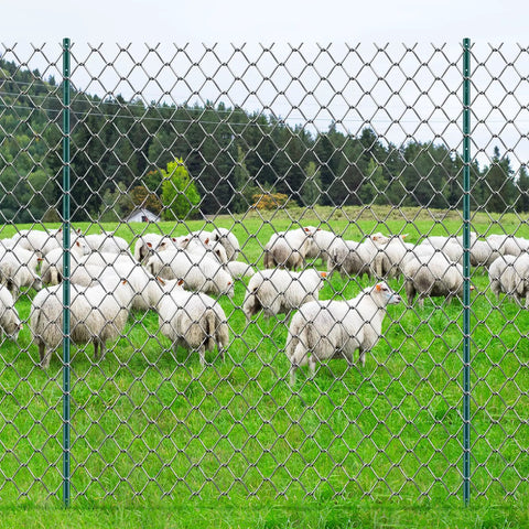 Beefy 7 Feet U Channel Fence Post Set 10 Pack with 50 Zip Ties and 20 Clips, installed in a field with sheep