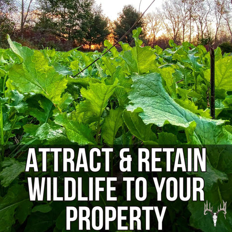 Buffalo Blend Seed Mix 50Lb Bulk For Wildlife Food Plots No Till Grow Forage To Attract And Feed Deer Turkeys Pheasants Doves