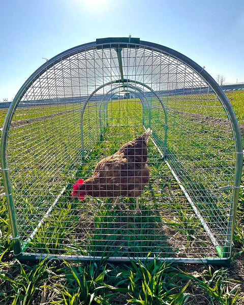Outdoor Metal Chicken Run Tunnel For Eight To Twelve Chickens Predator Proof Easy Install Tough As Nails Durable Coop Accessory
