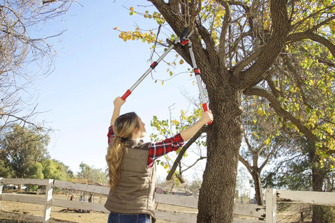 Person using DualLINK Extendable Branch Cutter Loppers With Bypass Blade For Green Or Dry Branches Up To One And Three Quarter Inches Heavy Duty Telescoping Handles From Twenty Seven And A Half To Thirty Seven And A Half Inches Comfortgel Grips Shockguard on a tree branch outdoors.