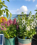 Solar Drip Irrigation Kit For Auto Plant Watering, 49Ft System With Anti Siphon Valve, pots with blooming plants in sunlight