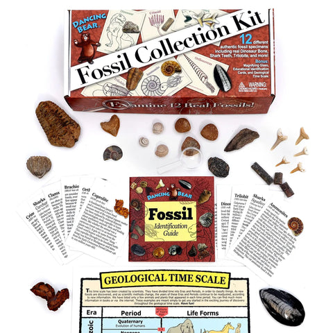 Totally Real Fossil Collection Kit With 12 Fossils, Including Shark Teeth And Dinosaur Bone, Coprolite, Trilobite, Ammonite showing contents