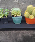 Heavy Duty Plant Drainage Saucers 2 Pack Rectangular Seed Starter Trays 11x9 Inch Plastic Drip Tray with potted plants